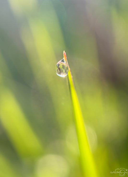 Belle goutte d'eau_V372