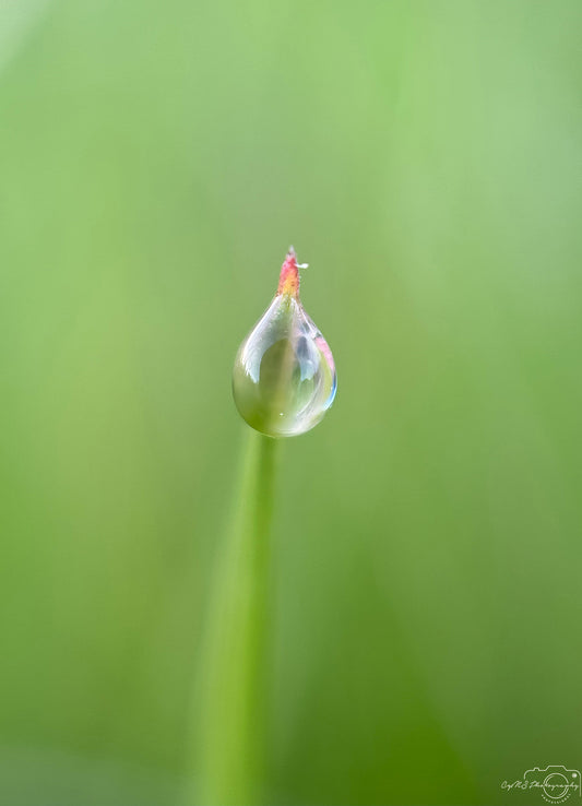 Belle goutte d'eau_V373