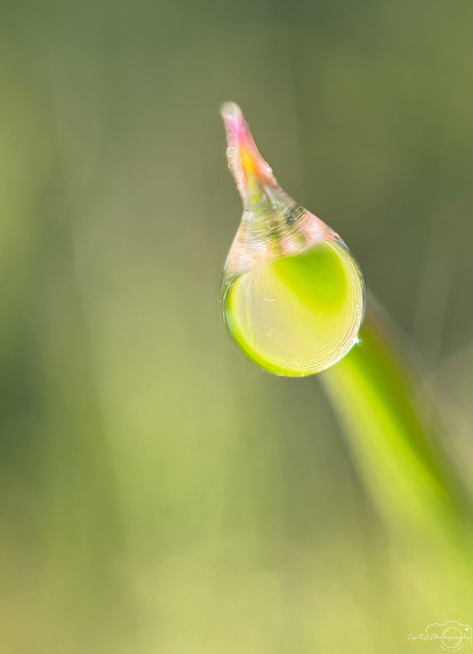 Belle goutte d'eau_V374