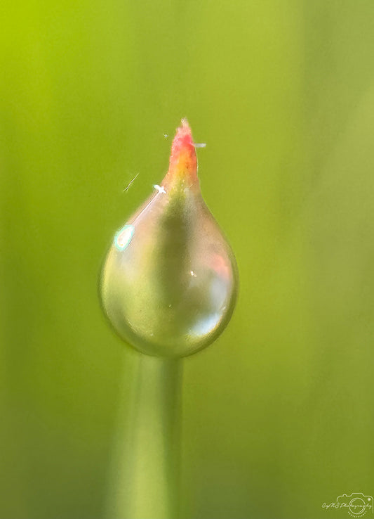 Belle goutte d'eau_V375