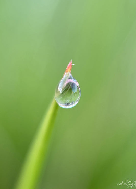 Belle goutte d'eau_V376