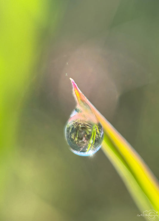 Belle goutte d'eau_V377