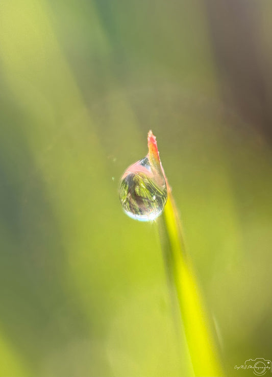 Belle goutte d'eau_V378