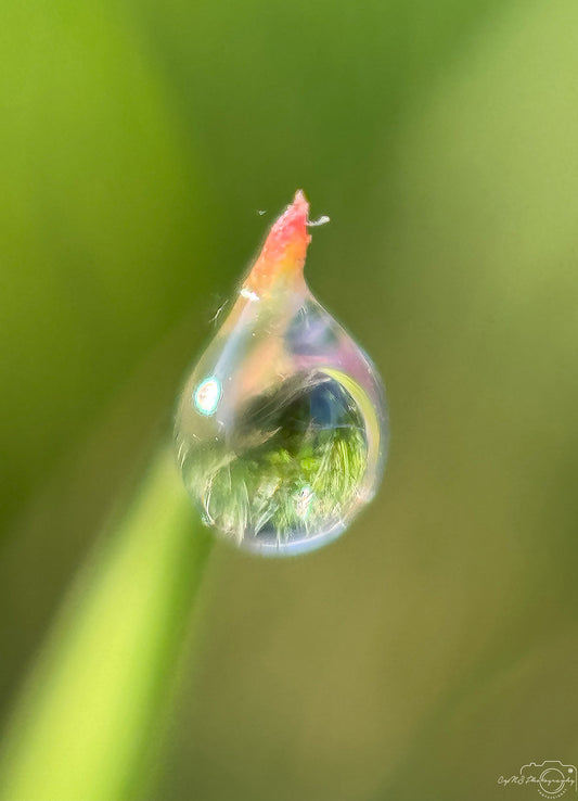 Belle goutte d'eau_V379