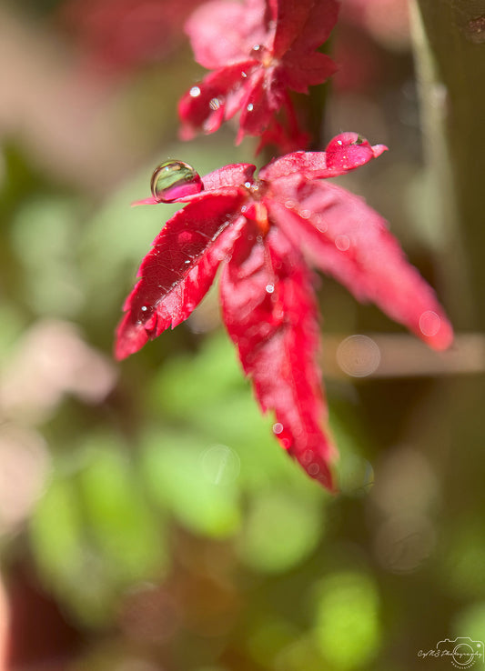 Belle goutte d'eau_V380