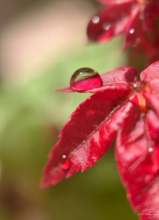 Belle goutte d'eau_V381