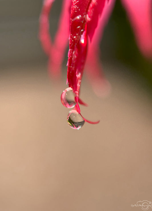 Belle goutte d'eau_V384