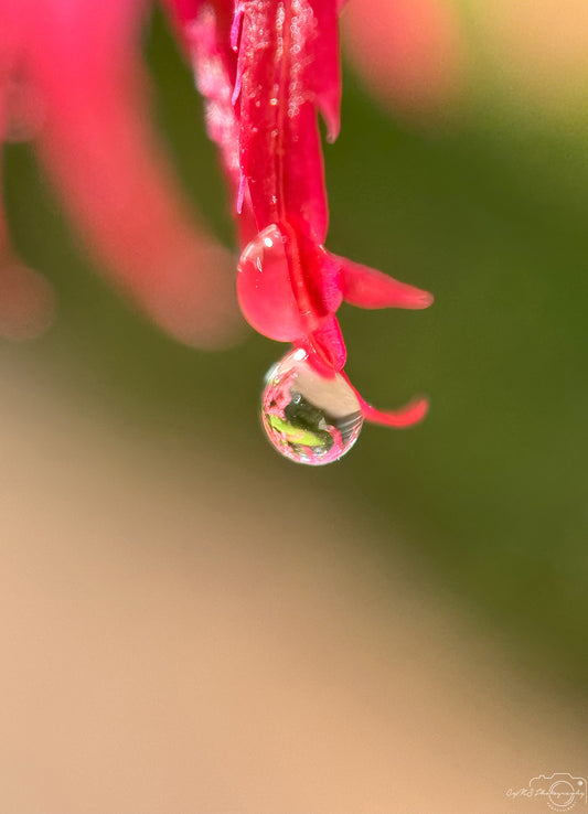 Belle goutte d'eau_V385