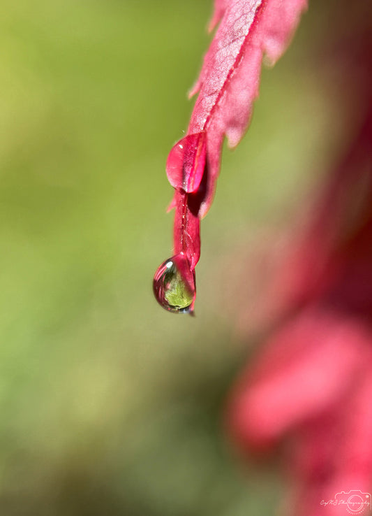Belle goutte d'eau_V386
