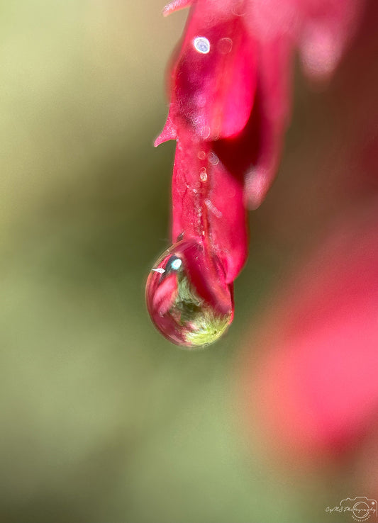 Belle goutte d'eau_V387