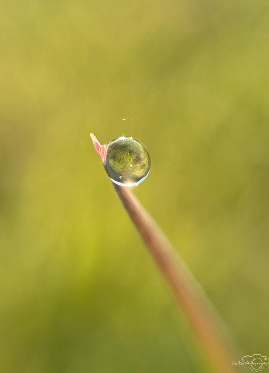 Belle goutte d'eau_V388