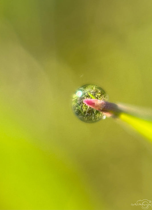 Belle goutte d'eau_V393