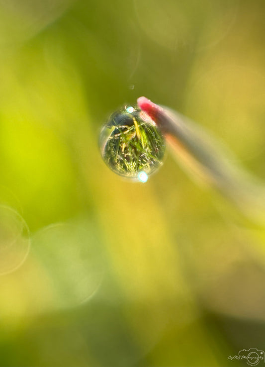 Belle goutte d'eau_V394
