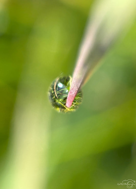 Belle goutte d'eau_V395