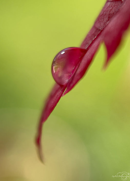 Belle goutte d'eau_V396