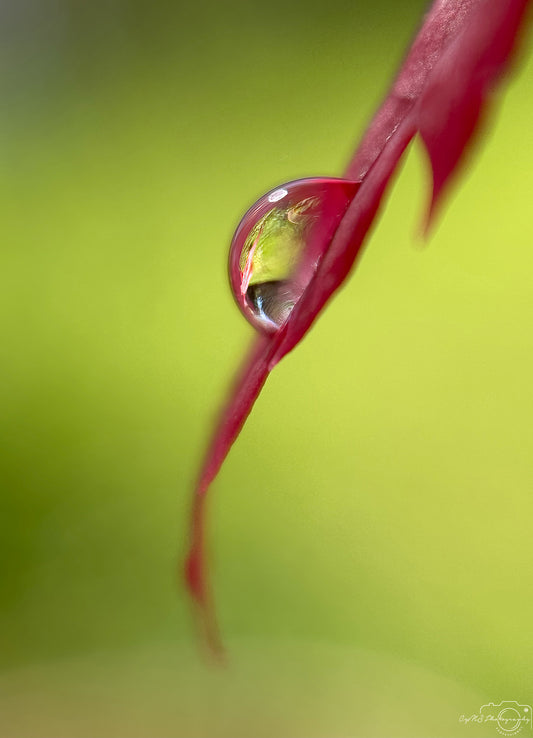 Belle goutte d'eau_V397