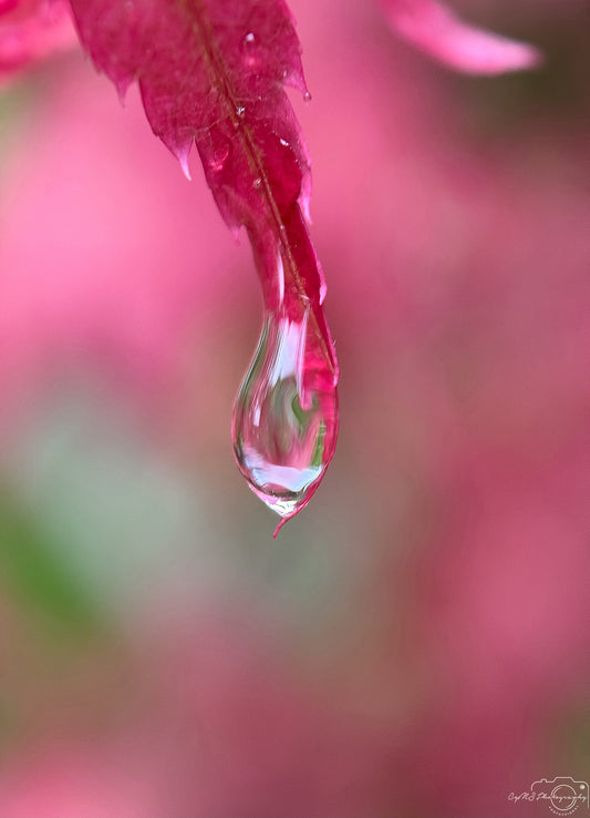 Schöner Wassertropfen_V401