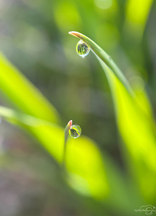 Schöner Wassertropfen_V404