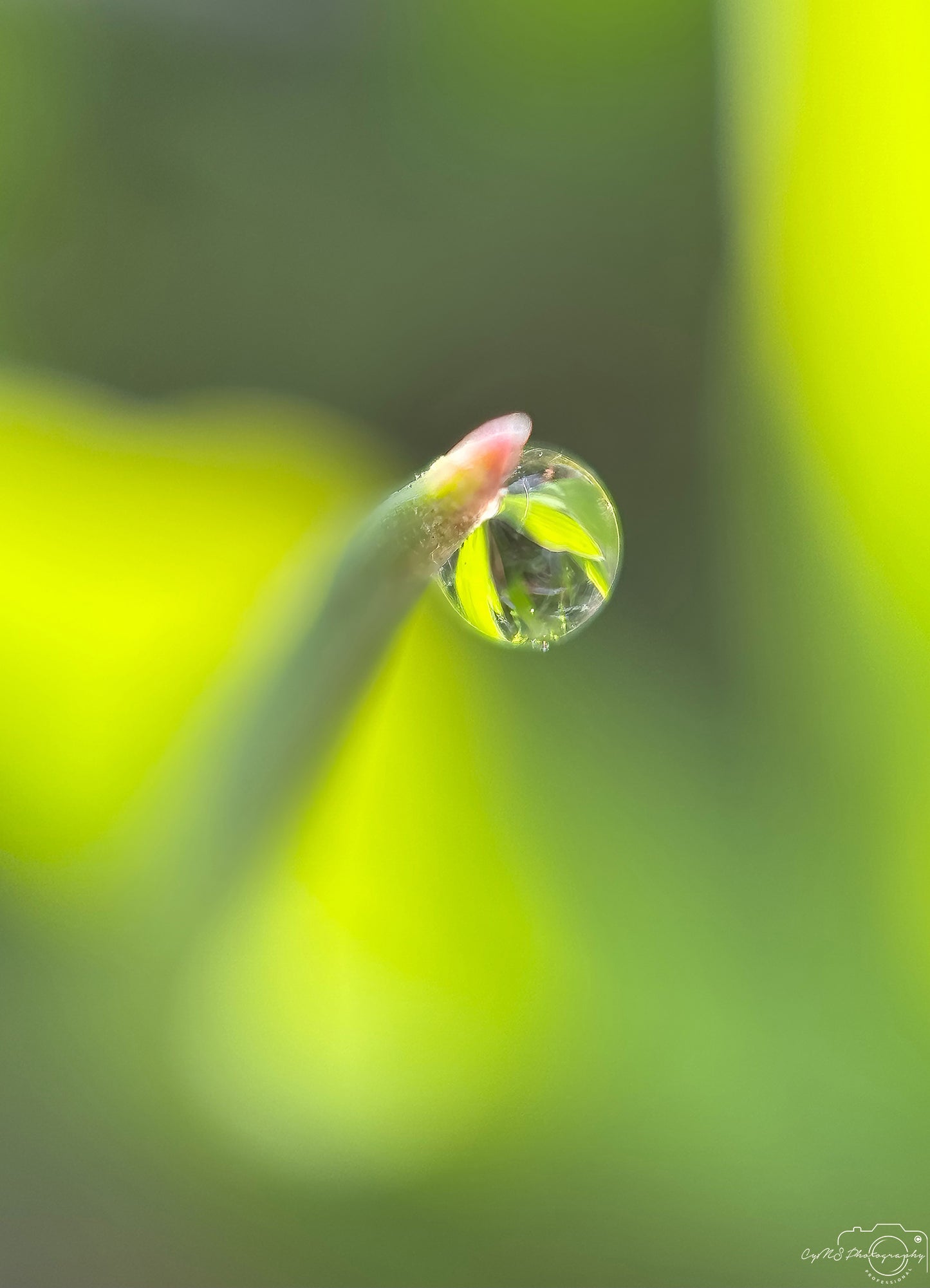 Belle goutte d'eau_V406