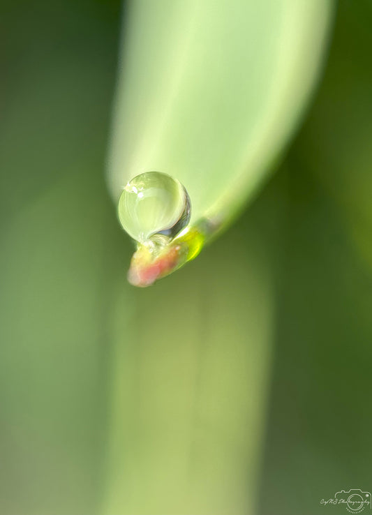 Schöner Wassertropfen_V409