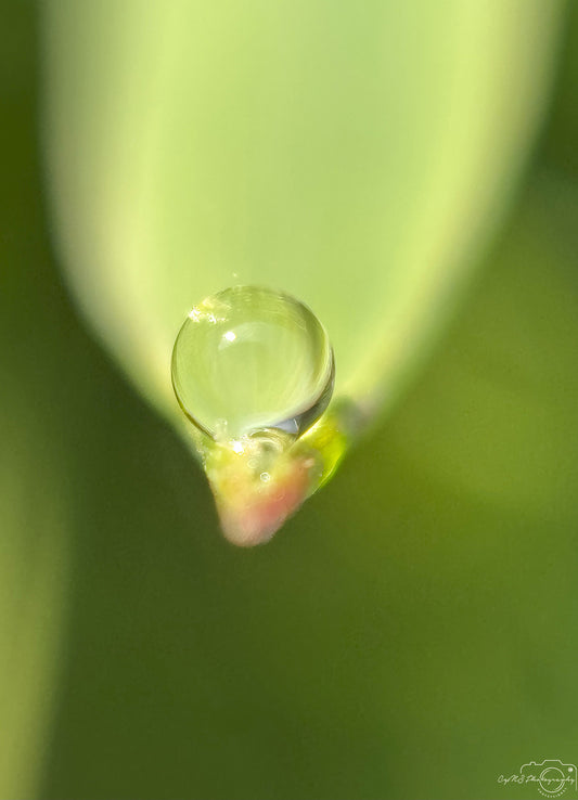 Schöner Wassertropfen_V411