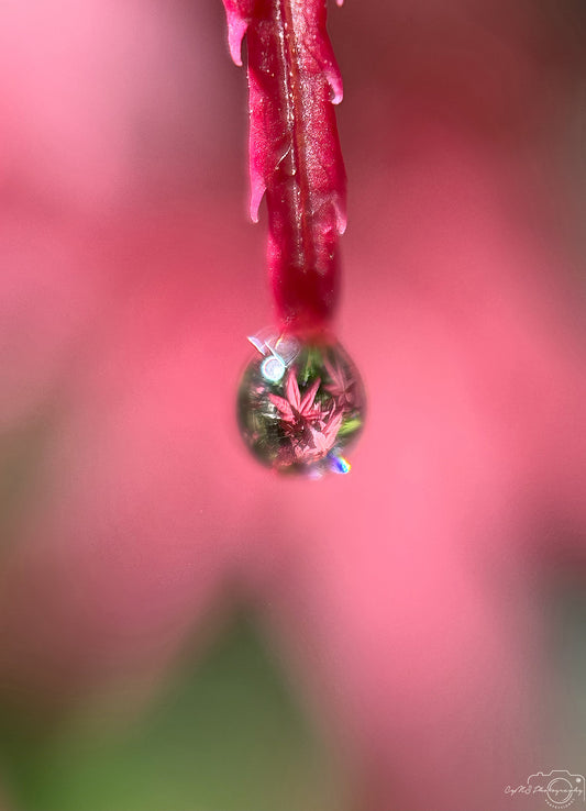 Schöner Wassertropfen_V413