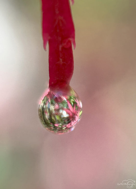 Schöner Wassertropfen_V415