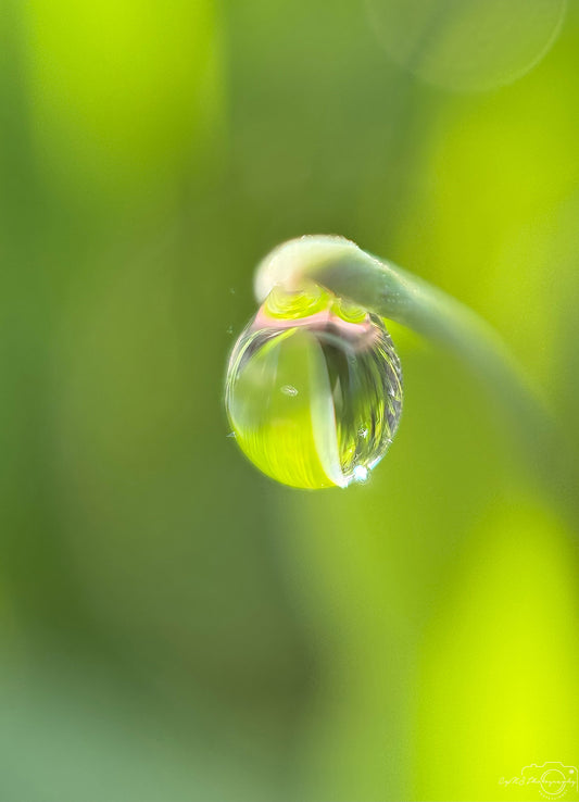 Schöner Wassertropfen_V417