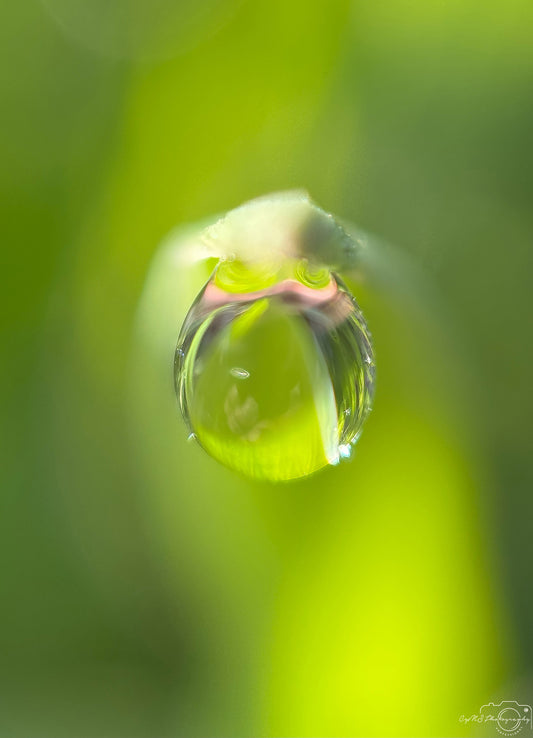 Schöner Wassertropfen_V419