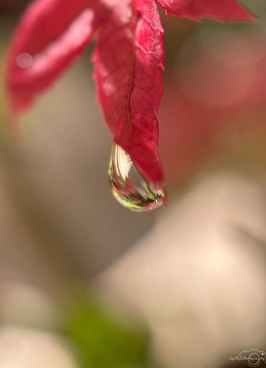 Schöner Wassertropfen_V420