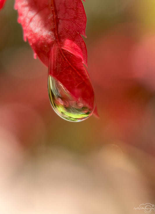 Schöner Wassertropfen_V421
