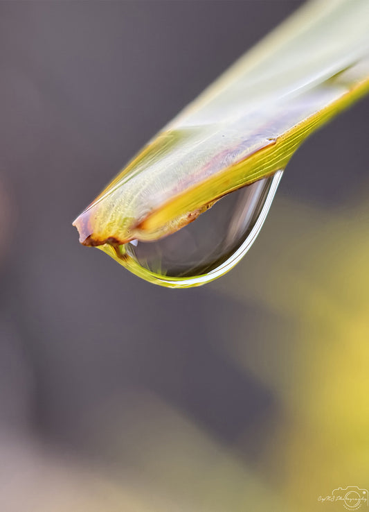 Schöner Wassertropfen_V425