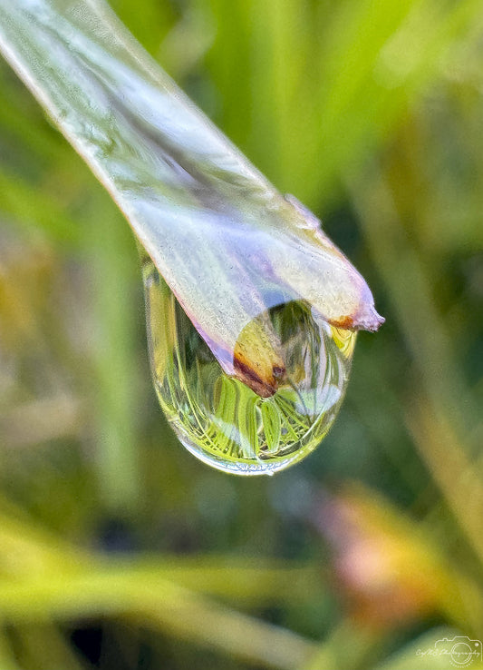 Schöner Wassertropfen_V426