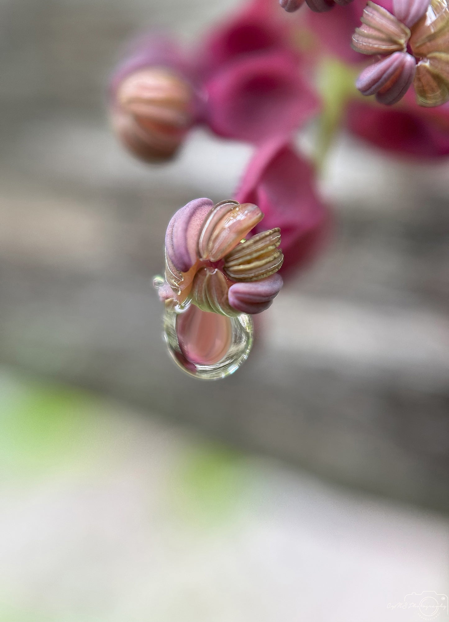 Belle goutte d'eau_V430