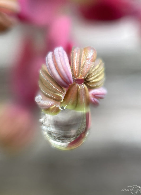 Schöner Wassertropfen_V431