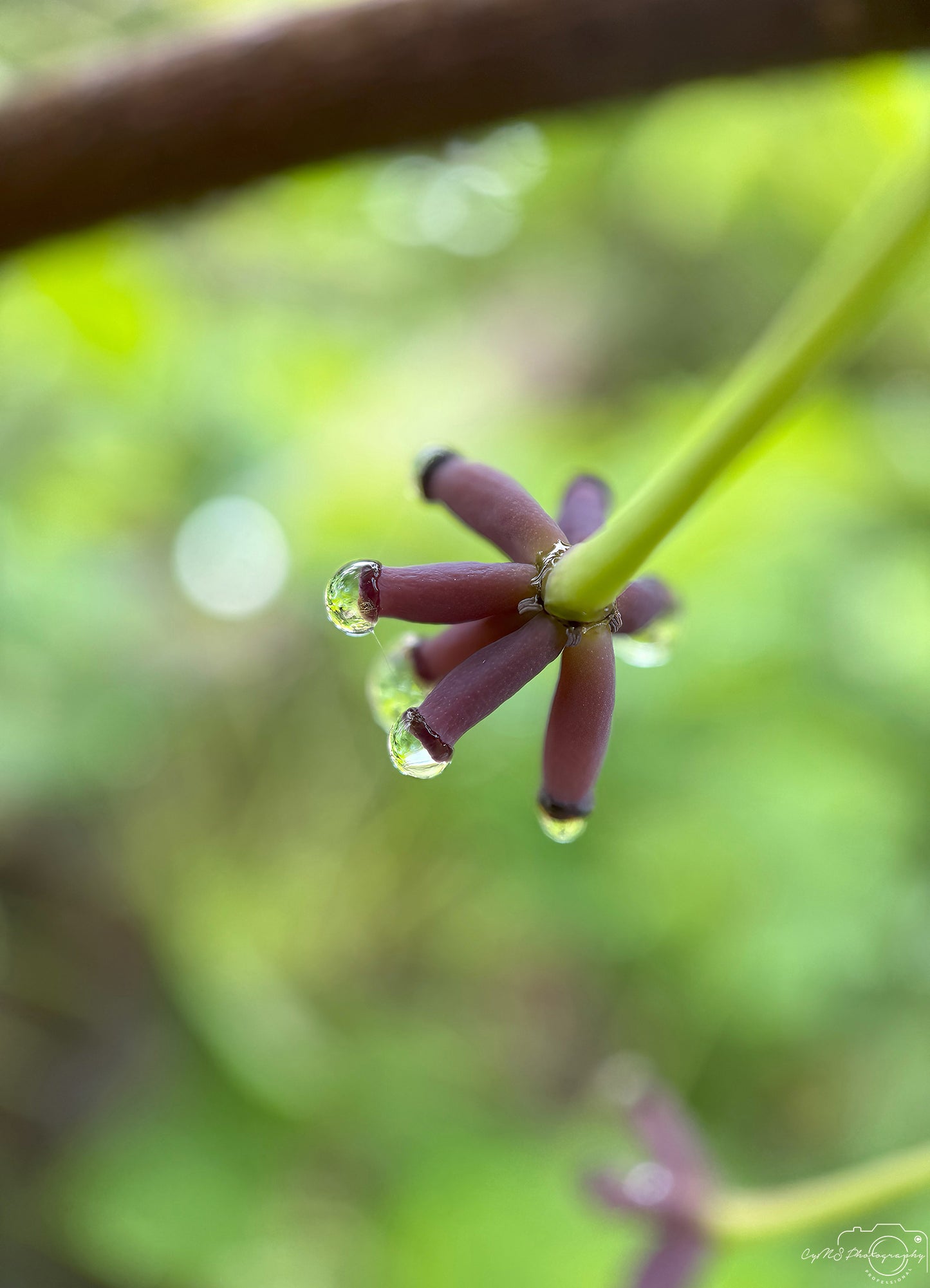 Schöner Wassertropfen_V432