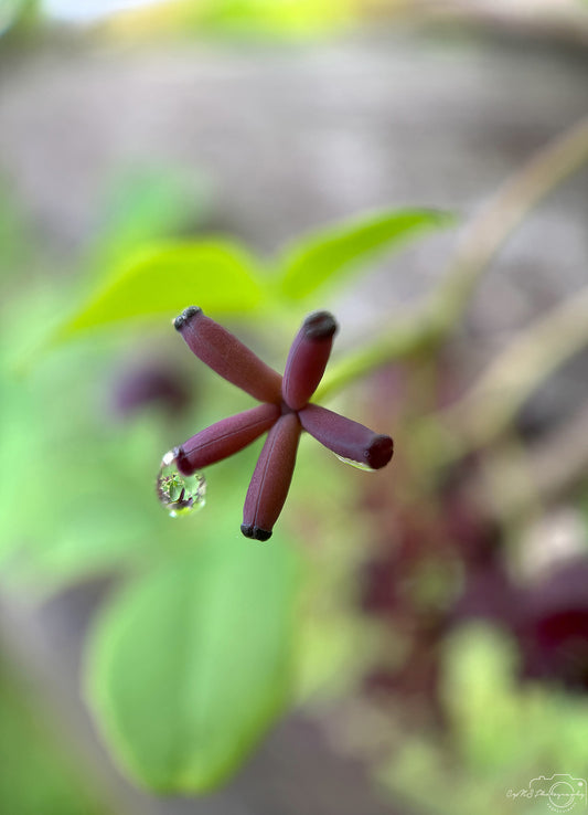 Schöner Wassertropfen_V433