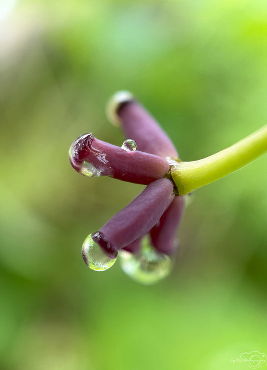 Schöner Wassertropfen_V434