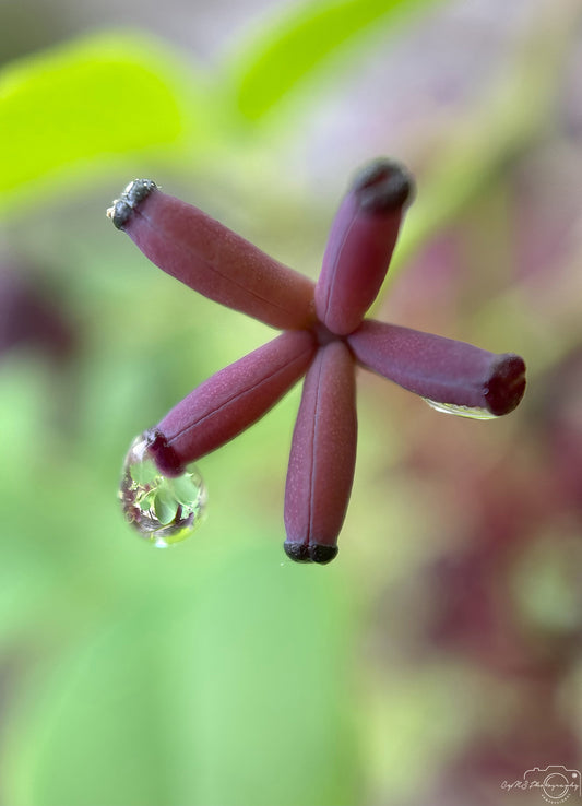 Schöner Wassertropfen_V435