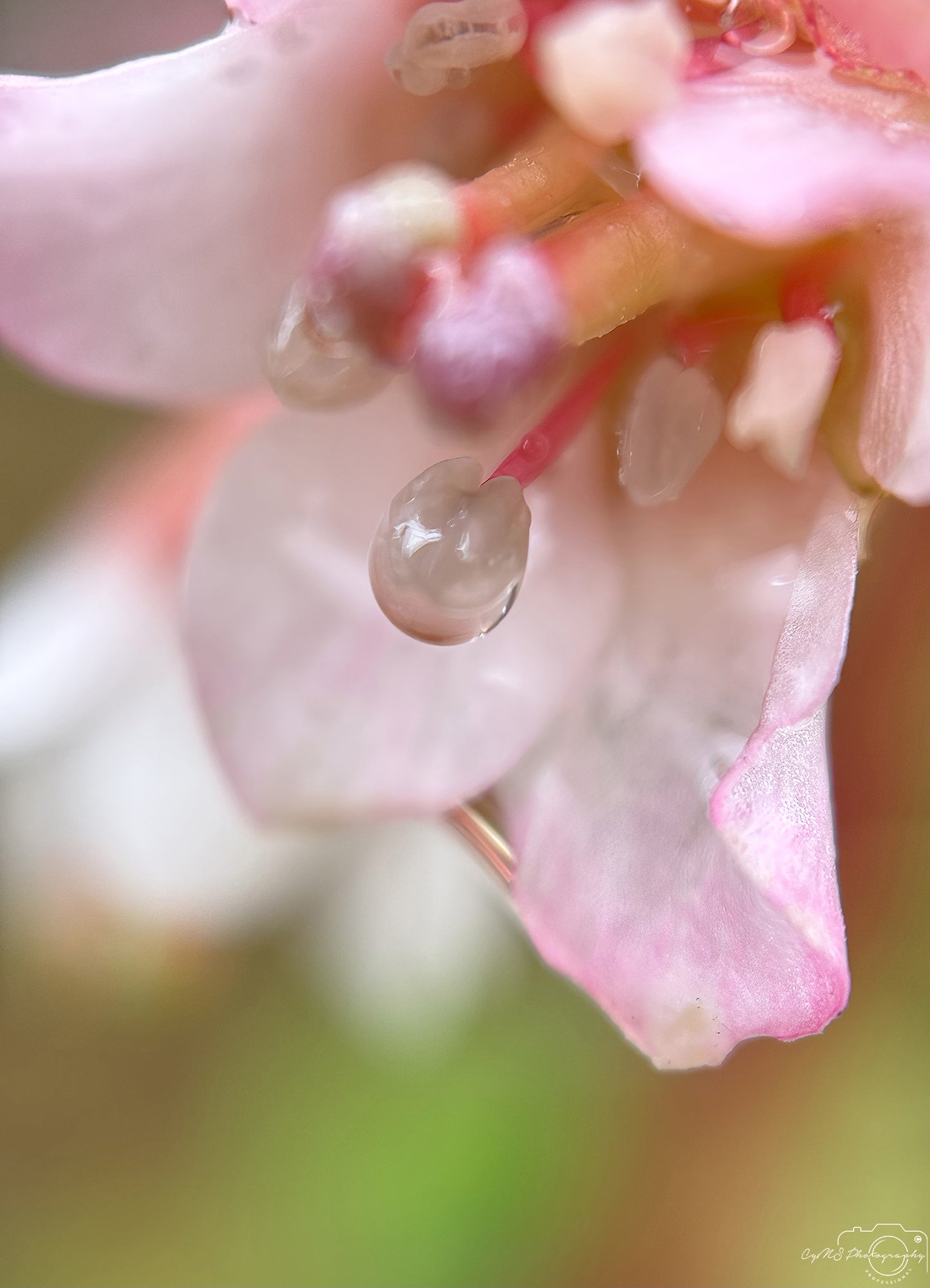 Nature Photography - Superb Droplet V448