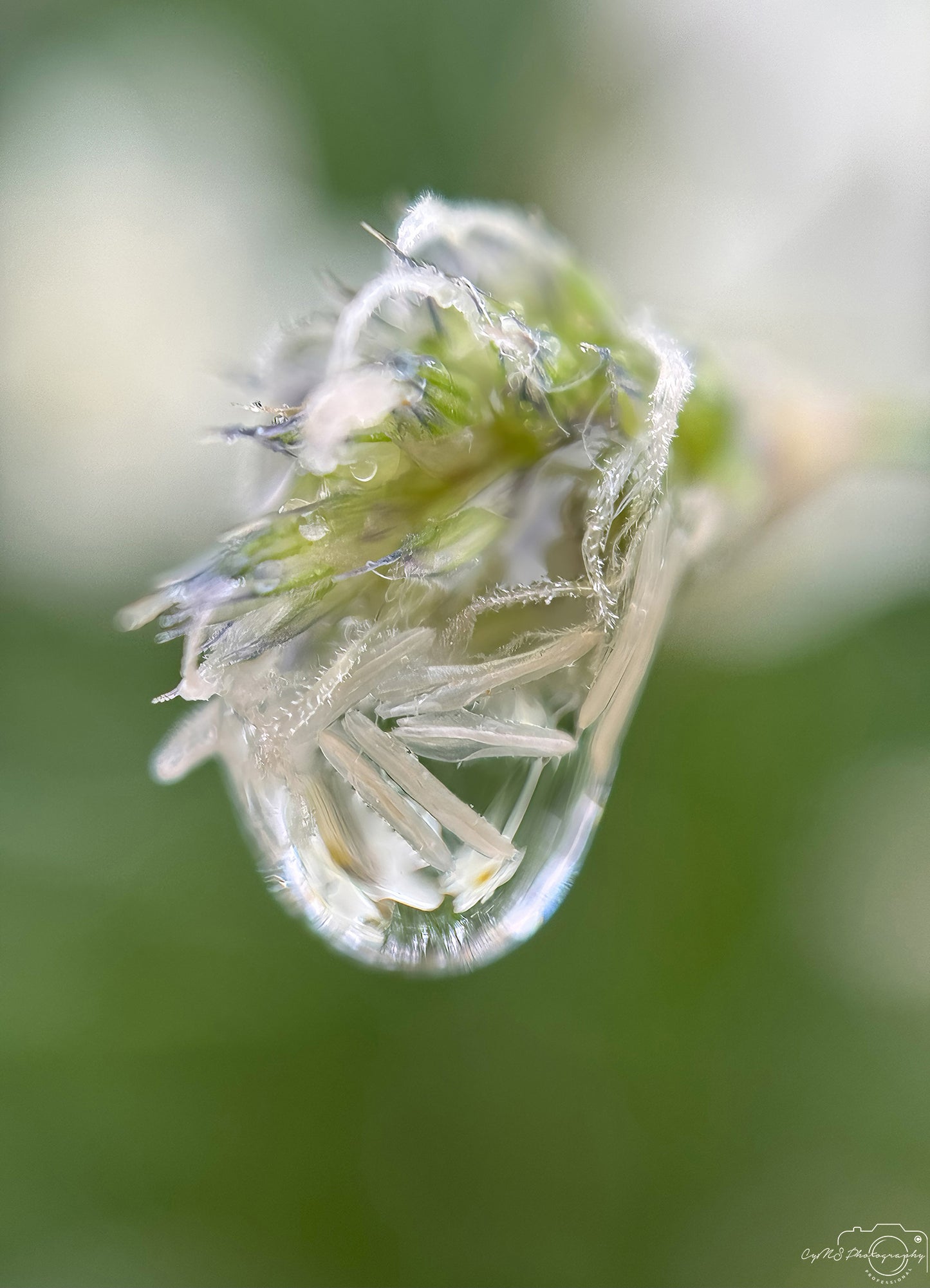 Belle goutte d'eau_V471