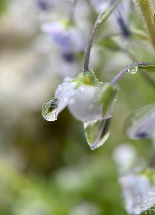 Schöner Wassertropfen_V474