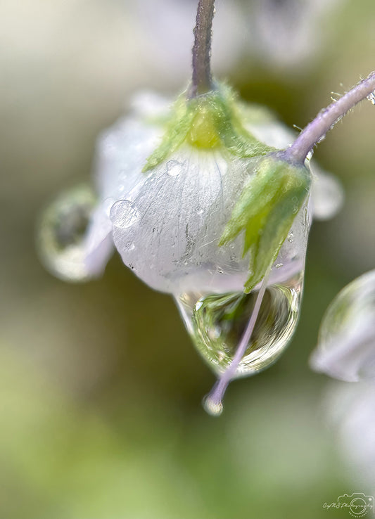 Schöner Wassertropfen_V475
