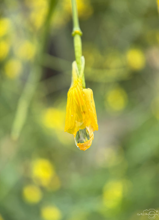 Schöner Wassertropfen_V476