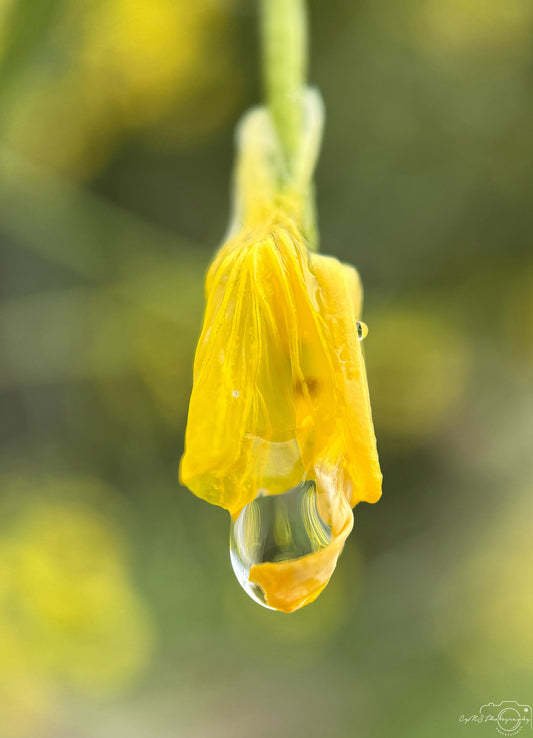 Schöner Wassertropfen_V477