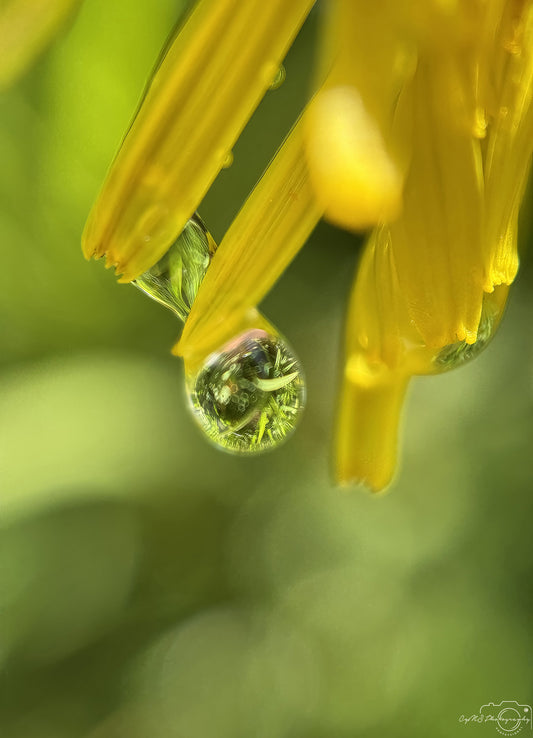 Schöner Wassertropfen_V479