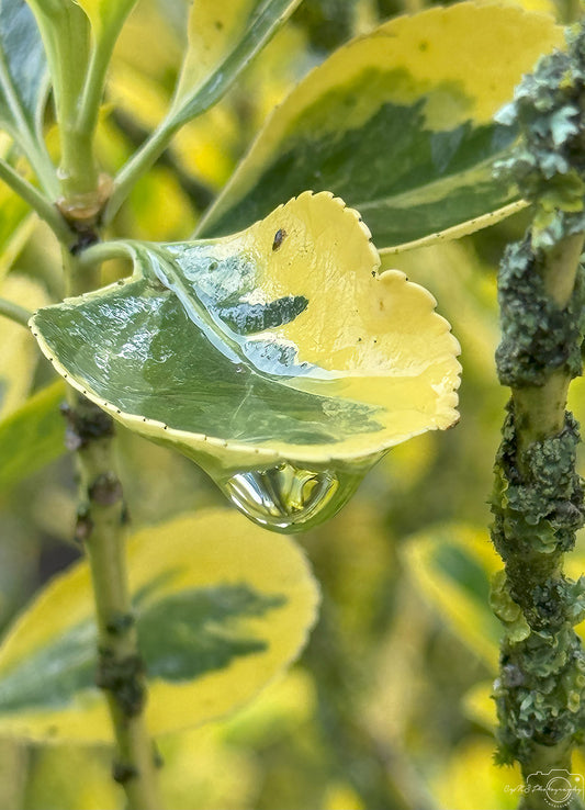 Schöner Wassertropfen_V480