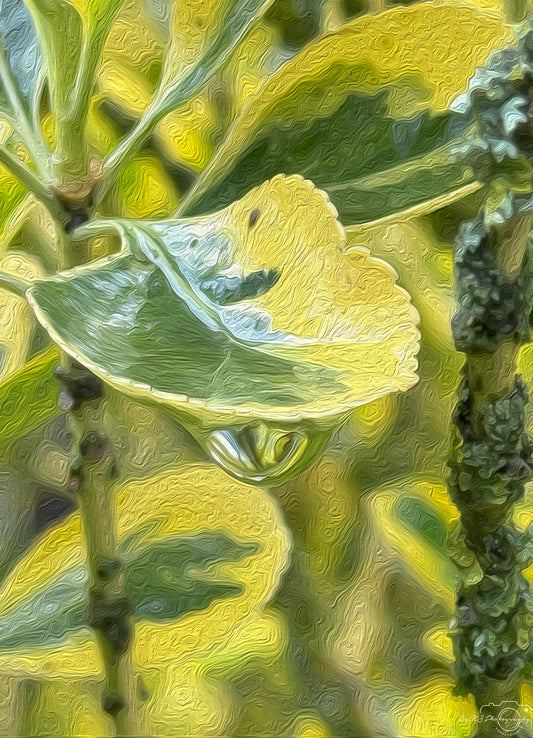 Beautiful water drop_V480_oil painting