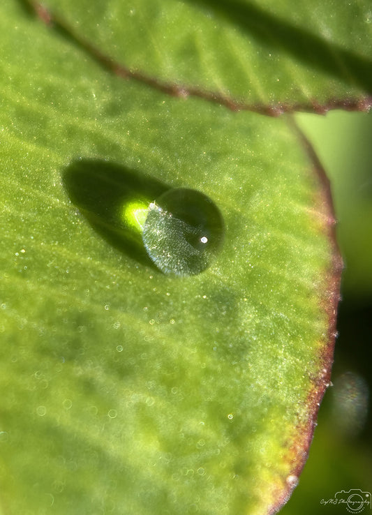 Schöner Wassertropfen_V482
