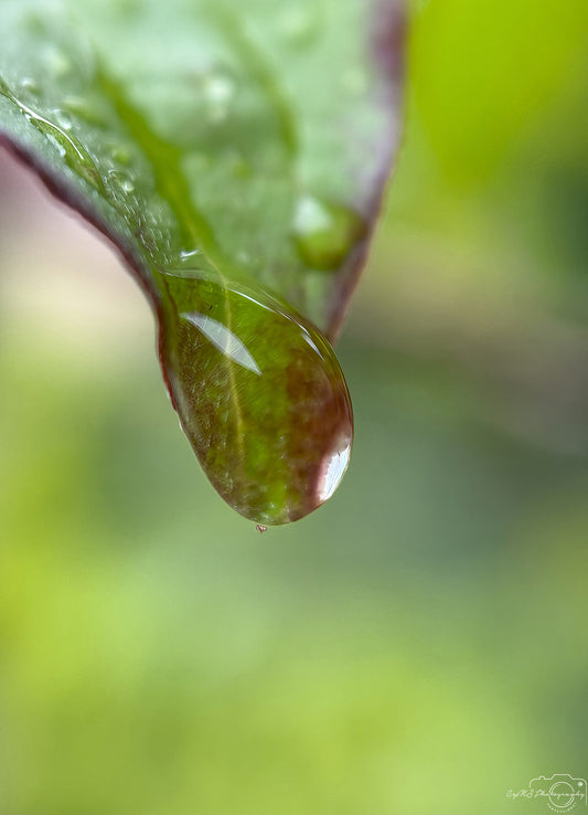 Schöner Wassertropfen_V483